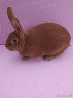 Burgundský králik - 3