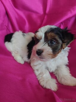 Yorkshire biewer - 3