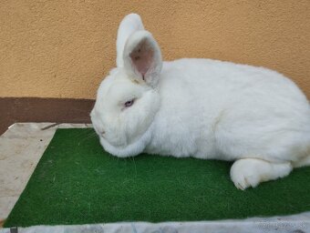 NOVOZELANSKY.   BIELI - 3