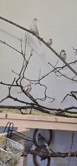 Diamantové holubky a zebricky - 3