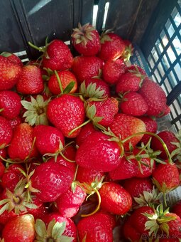 Predám sadenice jahôd - 3