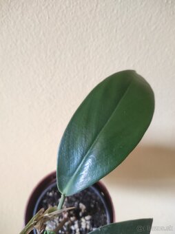 RHAPHIDOPHORA SP VIETNAM - 3