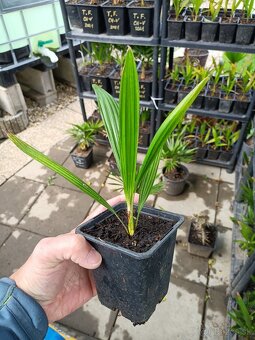 3,5 ročné palmy Trachycarpus Fortunei - 3