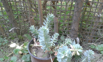 Euphorbia polychromaup - 3