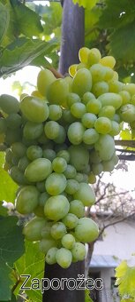 Vinič - 3