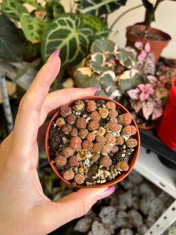 Lithops/ Živé kamene - 3