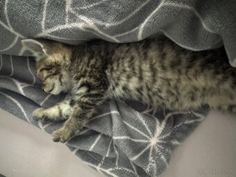 Darujem kocúrika - 3