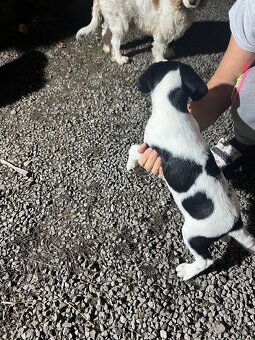 Šteniatko-psík - 3