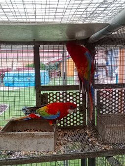 Prodám roselu gold gold opalin - 3