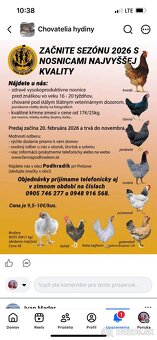 Mládky, nosnice ,kurčata - 3