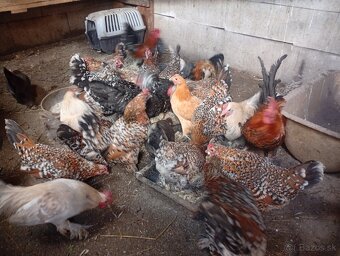 Milferky,Liliputky - 3