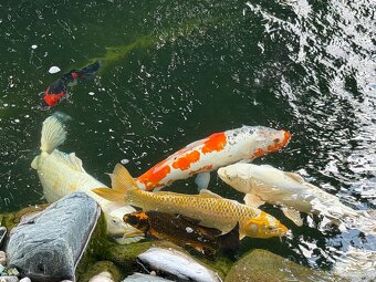 KOI kapre - 3