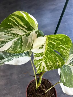 Monstera Albo variegata - 3