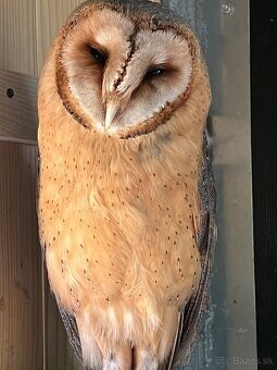 plamienka driemava ,tyto alba - 3