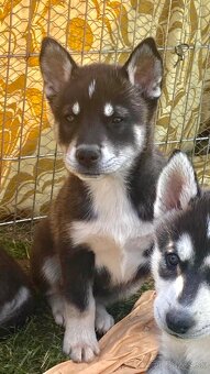 Husky - 3