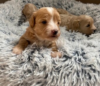 Maltipoo - 3