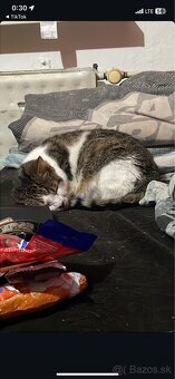 Darujem kocúrika - 3