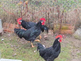 Predam mladych kohutikov - 3