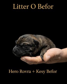 Nemecky ovčiak S PP - 3