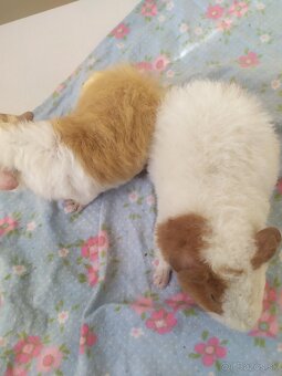 morčátka US Teddy kluci - 3