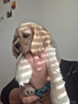 Americký kokeršpaniel - 3