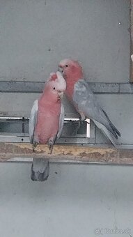 Kakadu inka/ ružový - 3