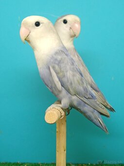 Agapornis - 3