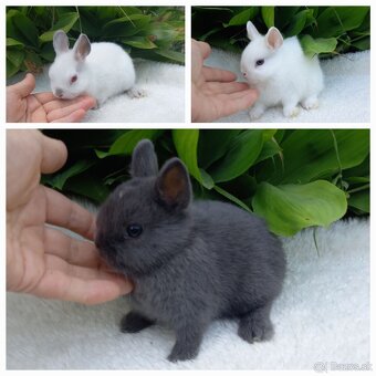 Mini zakrslé zajačiky s LO uškami. - 3