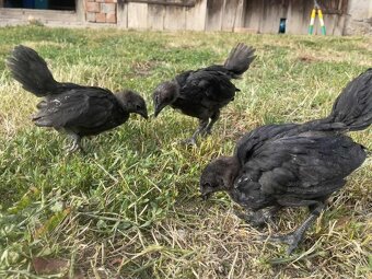 Ayam Cemani - 3