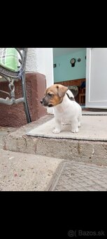 Jack Russel Teriér šteniatka - 3