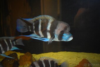 Cyphotilapia Frontoza Burundi - 3