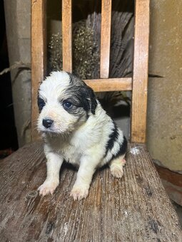 Darujem šteniatka - 3