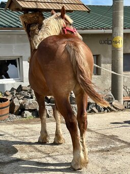 Švédsky ardén - kobyla, predám - 3