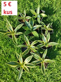 Predám malé kaktusy agave - 3
