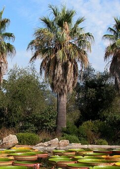 Palma Washingtonia filifera semená - 3