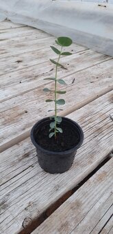 Eukalyptus Baby blue - 3