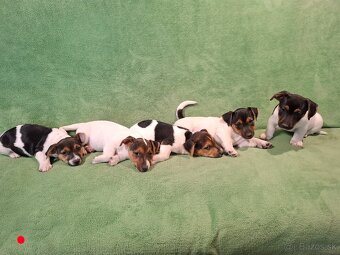 Jack russell terier. - 3