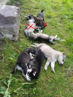 Sibírsky husky - 3