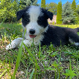 🐾 Na predaj šteniatka Border kólie 🐶 - 3