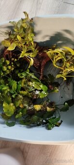 Anubias na koreňoch a dekorácie do akvária - 3