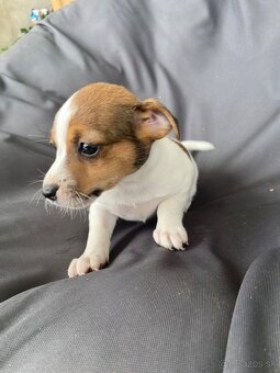 Jack Russel Terier - 3