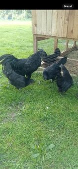 kuriatka -Ayam cemani - 3