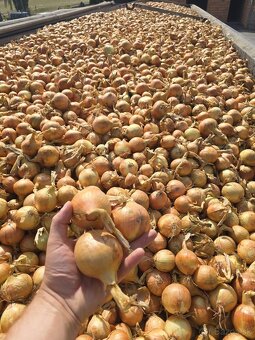 Zemiaky 1kg-0,49€, cibuľa 0,85€ - 3
