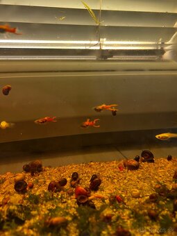 Gupky | Endlerky | Živorodky (NR) - 3