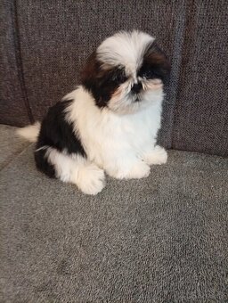 SHIH-TZU - 3
