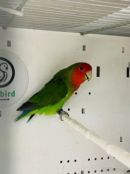 Agapornis Roseicollis - 3