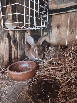 Predám králika - 3