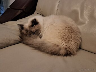+++RAGDOLL+++ - 3