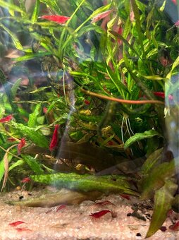 Krevety neocaridina - 3