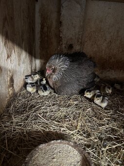 Araucana strieborná - 3